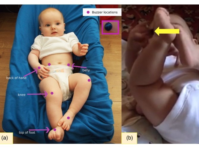 Tactile training facilitates infants' ability to reach to targets on the body