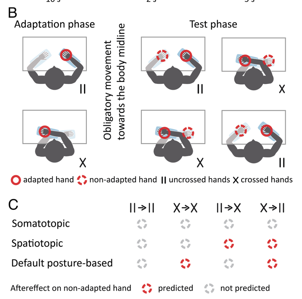 The hands’ default location guides tactile spatial selectivity