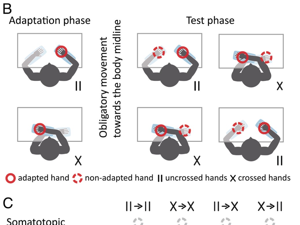 The hands’ default location guides tactile spatial selectivity