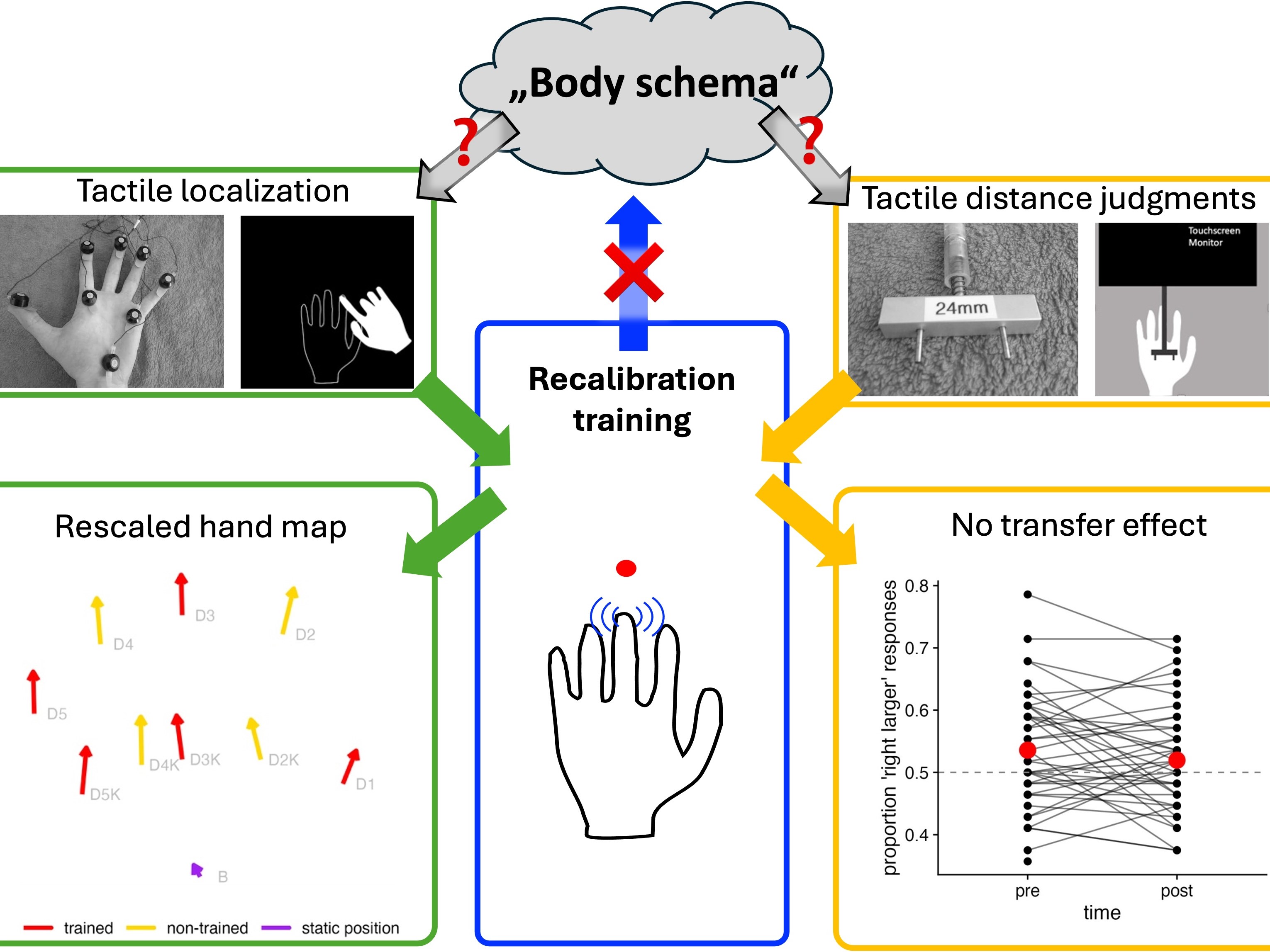 Rescaling perceptual hand maps by visual-tactile recalibration